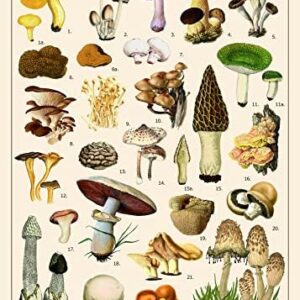 Vintage Mushroom Puzzle 1000 Pieces for Adult, Vintage Fungi Jigsaw Puzzle of 25 Edible Mushrooms, Champignons Plant Puzzle as Gifts for Mycophile