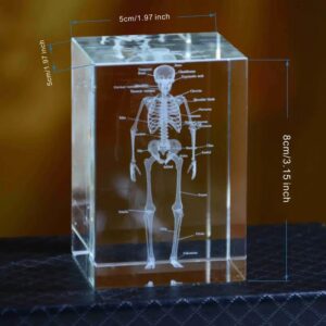 3D Scientific And Educational Solid Crystal Laser Engraving Bone Model Decoration